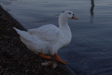 A muscovy duck female with Curious eyes stay on beach  and look to camera ,Bracciano Lake ,Italy