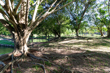 large roots, trees with large roots, beautiful trees, rural environment, grass, leafy trees, rays of lights in the trees