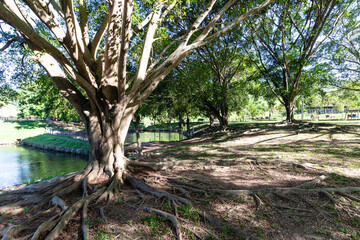 large roots, trees with large roots, beautiful trees, rural environment, grass, leafy trees, rays of lights in the trees
