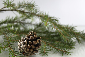 Fototapeta premium pine cone on a branch