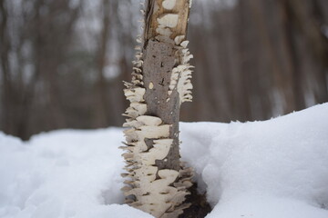 Natural growing white fungus on a tree stump in the winter
