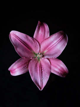 Flor de Liz