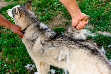 Combing a Siberian Husky, a man taking care of his dog, a dog in the yard near the enclosure.