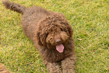 perro de agua espa&ntilde;ol