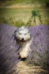 Bearded collie is running in levander. She is so cute dog