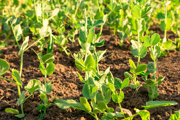 Young plant of green, vegetable peas on the soil.