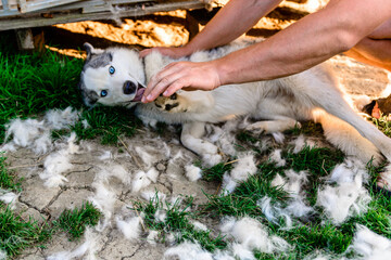 Shedding a dog, the owner of the dog helps him, takes away and combs the hair, everywhere a lot of hair from the dog.
