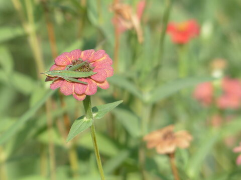 south african grasshopper on a flower in a meadow