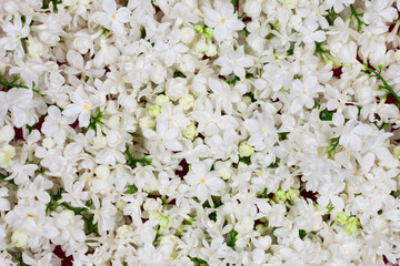 White lilac flowers as a background. Background for postcards. Spring background. Spring.
