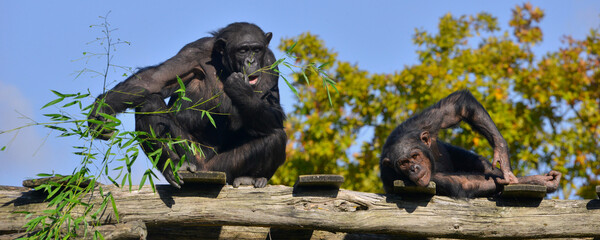Panoramique deux chimpanzés en observation