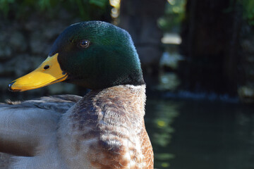Anade real male in the pond
