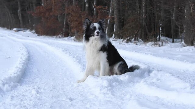 Border collie dog in winter landscape