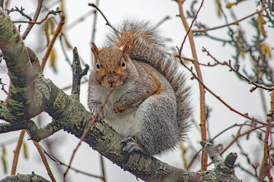 Funny Squirrel Funny Squirrel