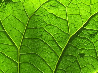 Green leaf veining texture in light