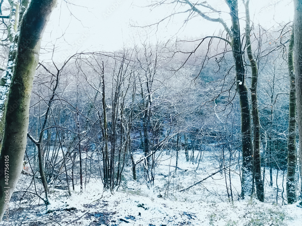 Wall mural forest in winter