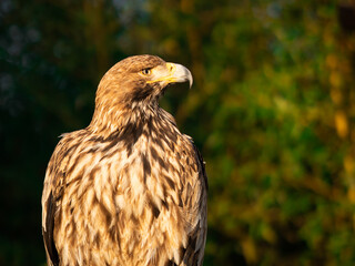 Portrait of a eagle on a background of green forest