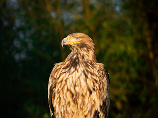 Portrait of a eagle on a background of green forest
