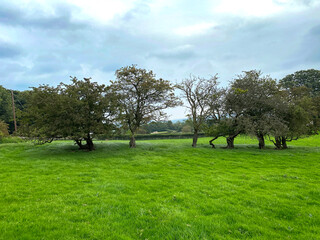 Rural scene, with old trees in a lush green meadow, beneath heavy clouds in, Farnley, Otley, UK