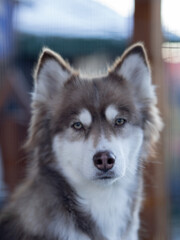 Siberian husky dog portrait in zoo