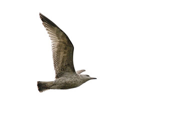 Juvenile grey gull in flight, isolated on white