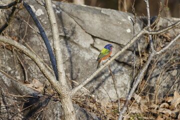 A Painted Bunting is a rare sight at Great Falls Park, Maryland, on the Potomac River 14 miles from the U.S. Capitol. It has attracted thousands of visitors.