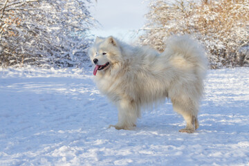 Samoyed - Samoyed beautiful breed Siberian white dog stands in the snow and has his tongue out. In the background are snow-covered trees.