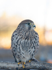 Portrait of a bird in zoo