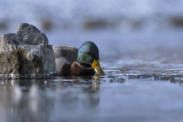 A male Mallard is swimming and drinking water. Duck swims on the river around the stone. (Anas platyrhynchos)