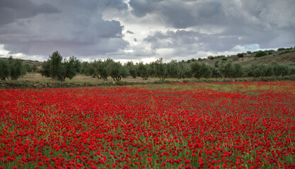 Red poppy flowers field