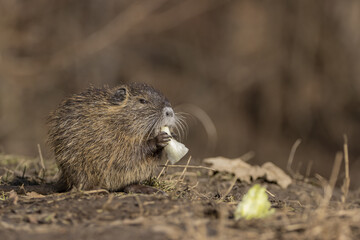 Small young coypu eating 
green salad.  Also known as nutria or Myocastor coypus.