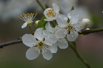 White apple flowers