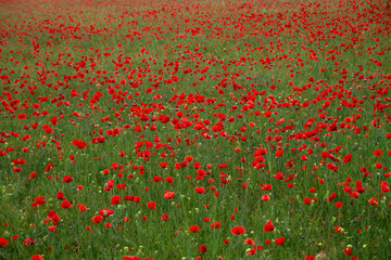 Red poppy flowers blooming