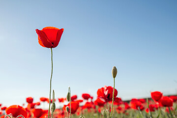 Red poppy flowers