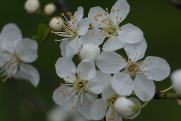 White apple flowers