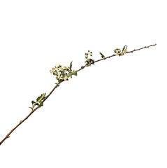 Isolated on a white background dry flower with crumpled parts of dry leaves and petals with a part of dry stem.