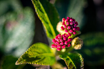 Red Macro Flower Buds in the Garden