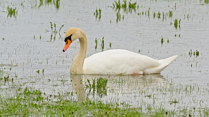 White swan foraging in a lake with duckweed with it`s beak in the water- cygnus 