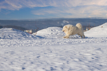 Fototapeta na wymiar Samoyed - Samoyed beautiful breed Siberian white dog running in the snow. He has an open mouth and looks like he's laughing. In the background is a beautiful blue sky.