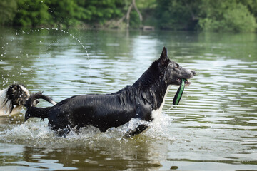 border collie dog is running in the water. She is really good swimmer. She is waiting for her toy.