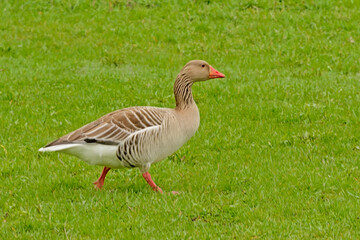 Naklejka na ściany i meble Greylage goose foraging for food in the grass in a green meadow in the marsh - anser anser 
