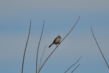 Titmouse bird