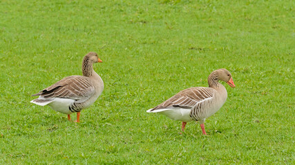 Greylage geese foraging for food in the grass in a green meadow in the marsh - anser anser 