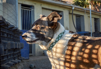 White and brown dog in an animal shelter