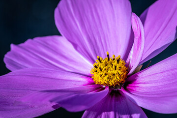 Macro Purple Flower from the Garden