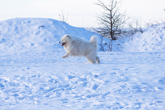 Samoyed - Samoyed beautiful breed Siberian white dog running in the snow. He has an open snout and a protruding tongue and is in a jump.