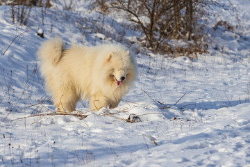Samoyed - Samoyed beautiful breed Siberian white dog standing in the snow. The dog has closed eyes and an open mouth with his tongue out. He looks like he's laughing.