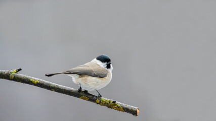 Sumpfmeise, bird, natur, tier, wild lebende tiere, bachstelze, wild, weiß, baum, gering