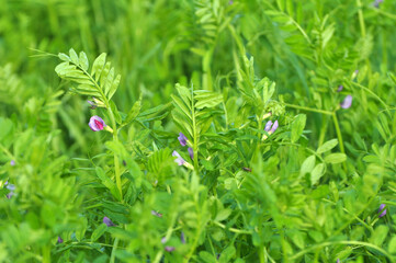 Vetch (Vicia sativa) grows in the field