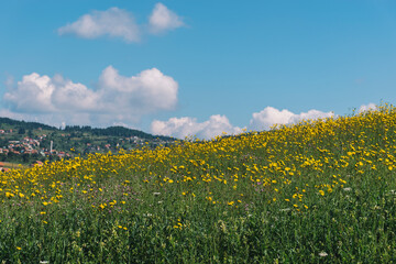 Fototapeta premium meadow with dandelions