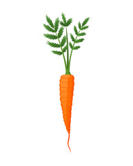 Carrots with leaves on top and orange root. Fresh cartoon young carrot. Healthy vegetable food. Vector illustration on a white isolated background